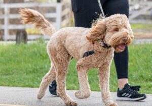 xr:d:DAFsLjgdBgk:21,j:1277170914845910465,t:23082114