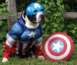 Davey Joe Celebrating 4th of July! Via Heather Merchant