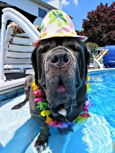 12003277_10206522286472346_7144069070213771631_n