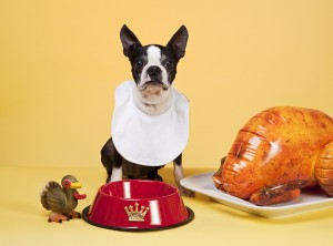 can dogs eat turkey