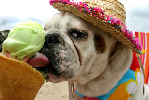 Bulldog licking an ice cream cone