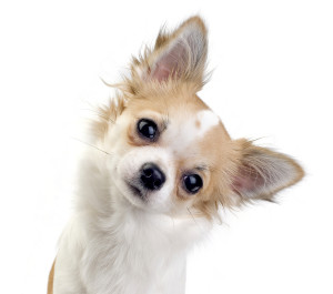 chihuahua dog tilting head