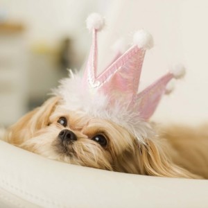 draft_lens11507551module111152281photo_1279764040spoiled-dogs