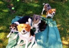 Fetch-Pet-Care-Chicago