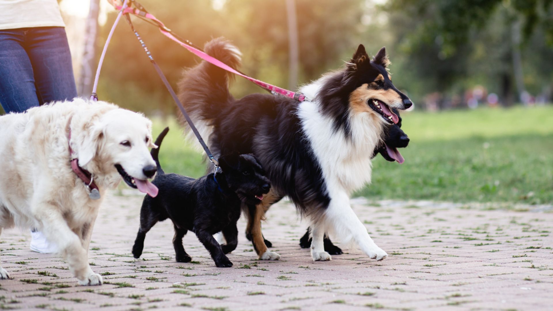 Multiple dogs on a leashed walk