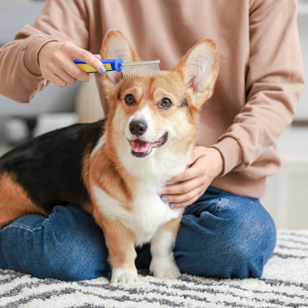 corgi brushing