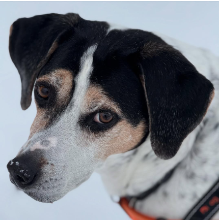 Easing separation anxiety in dogs with Fetch! Pet Care