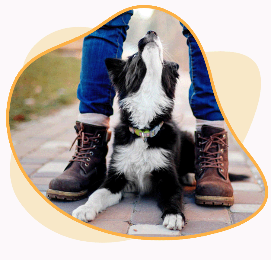 Dog lying between a standing person's feet