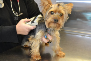 Screen Shot 2015-07-08 at 2.41.53 PM