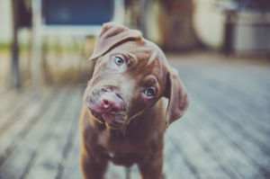 Screen Shot 2015-08-22 at 2.35.18 PM