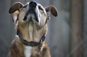 Screen Shot 2015-08-22 at 2.52.25 PM