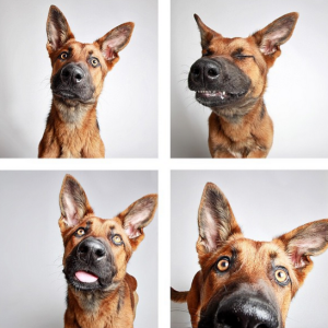 dog photo booth